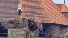 Der Nestbewohner nach dem Kampf, der für den Kontrahenten tödlich endete.